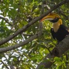 Great Indian hornbill in India.