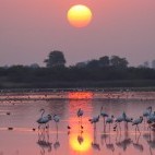 Greater flamingo in Gujarat state, India