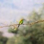 Green bee-eater in India