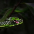 Green vine snake in Western Ghats, India
