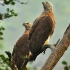 Grey-headed fish eagle in Dudhwa National Park, India.