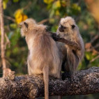Grey langur in India.