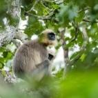 Grey langur in Nagarhole, India