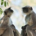 Grey langurs in Gujarat state, India