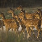 Herd of spotted deer.