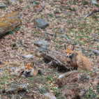 Himalayan red fox in India