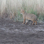 Indian desert cat in India.