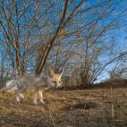 Indian desert fox in Gujarat state, India