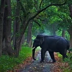 Asian elephant in India.