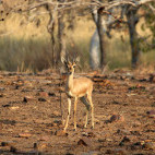 Indian gazelle in India