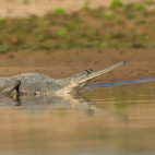 Indian gharial in Chambal, India
