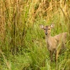 Indian hog deer in India