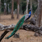 Peafowl in India.