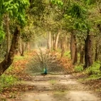 Indian peafowl in Dudhwa National Park, India