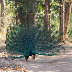 Indian peafowl in India.
