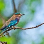 Indian roller in Bandhavgarh National Park, India.