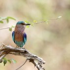 Indian roller in Corbett National Park, India