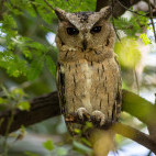 Indian scops owl in Chambal, India