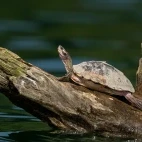 Indian tent turtle in India
