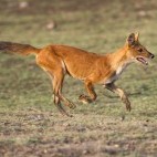 Indian wild dog.