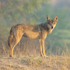Indian wolf in India