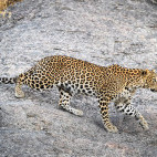 Leopard in Jawai, India.
