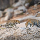 Leopards in Jawai, India.