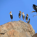 Painted stork in Jawai, India