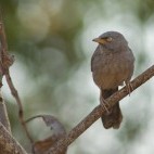 Jungle babbler in Gujarat state, India