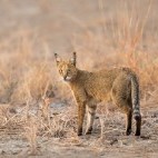 Jungle cat in Gujarat state, India