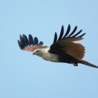 Brahminy kite in Southern India