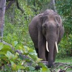 Asian elephant in Nagarhole National Park, India