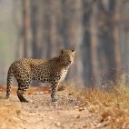 Leopard in Nagarhole National Park, India