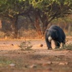 Sloth bear in Southern India