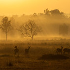 Barasingha in India