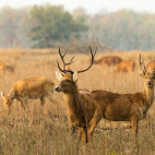 Barasingha in India