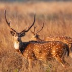 Chital deer in India