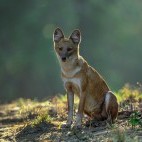 Dhole in India.
