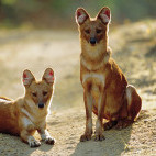 Dhole in India.