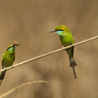 Green bee-eater in India