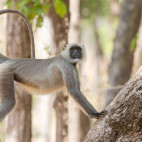 Grey langur in India