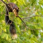 Indian giant squirrel in Kanha National Park, India