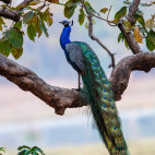 Indian peafowl in India