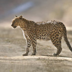 Leopard in India