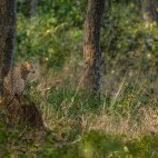 Leopard in Kanha National Park, India.