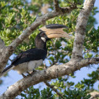 Malabar pied hornbill in India