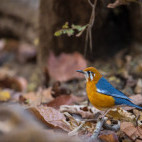 Orange-headed thrush in India
