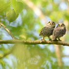 Spotted owl in India