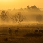 Sunrise in Kanha National Park, India
