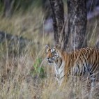 Tiger in Kanha National Park, India